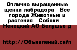 Отлично выращенные щенки лабрадора - Все города Животные и растения » Собаки   . Ненецкий АО,Белушье д.